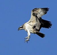 Osprey