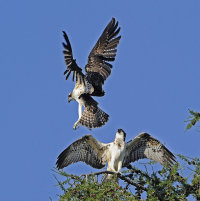Osprey's