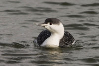 Red-Throated-Diver (winter)