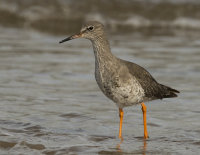 Redshank