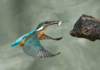 Kingfisher-male