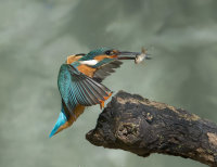 Kingfisher-male