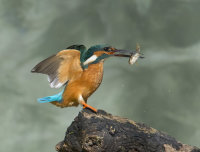 Kingfisher-male