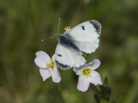 Orange-tip-female