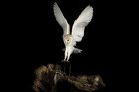 Barn-Owl