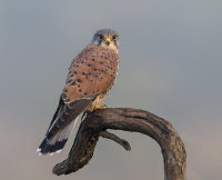 Kestrel-male