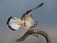 Kestrel-male