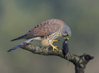 Kestrel-male