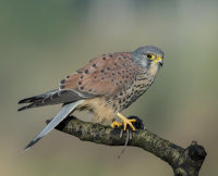 Kestrel-male