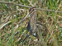 Snipe