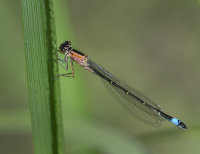 Blue-tailed-Damselfly-female