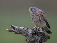 Kestrel-male