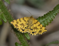 Speckled-Yellow