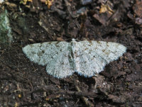 Grey-Birch