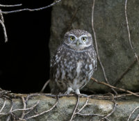 Little-Owl