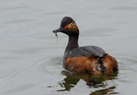 Black-necked-Grebe