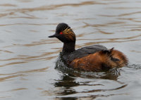 Black-necked-Grebe