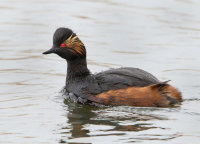 Black-Necked-Grebe