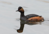 Black-necked-Grebe