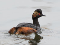 Black-Necked-Grebe