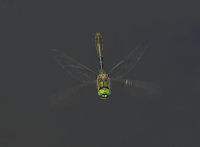 Downy-Emerald-male