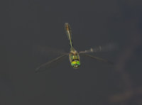 Downy-Emerald-male