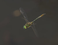Downy-Emerald-male