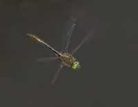 Downy-Emerald-male