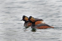 Black-necked-Grebes