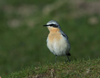 Wheatear-male