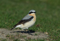 Wheatear-male