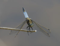 Black-tailed-Skimmer-male