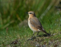Wheatear-Greenland-race