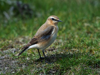 Wheatear-Greenland-race