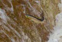 Atlantic-Salmon