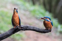 Kingfishers