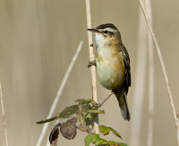 Sedge-Warbler