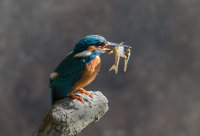 Kingfisher-male