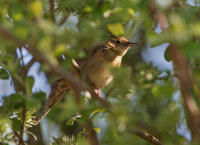 Grasshopper-Warbler