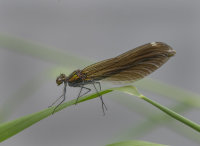Beautiful-Demoiselle-female