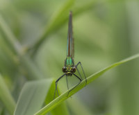 Beautiful-Demoiselle-female