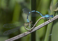 Common-blue-Damselflies