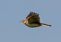 Skylark