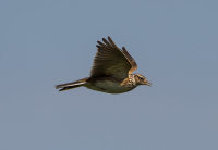 Skylark