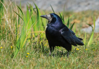 Rook
