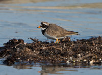 Ringed-Plover