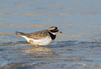 Ringed-Plover