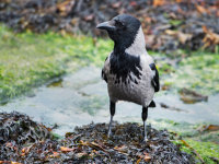 Hooded-Crow