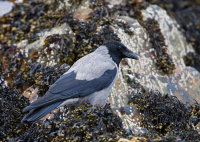 Hooded-Crow