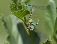 Blue-tailed-Damselflies